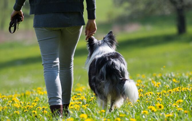 Hund Gassi wiese