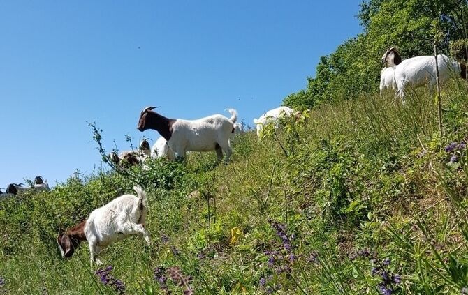 Beweidung Steppenweide Kappelberg