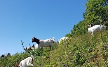 Beweidung Steppenweide Kappelberg