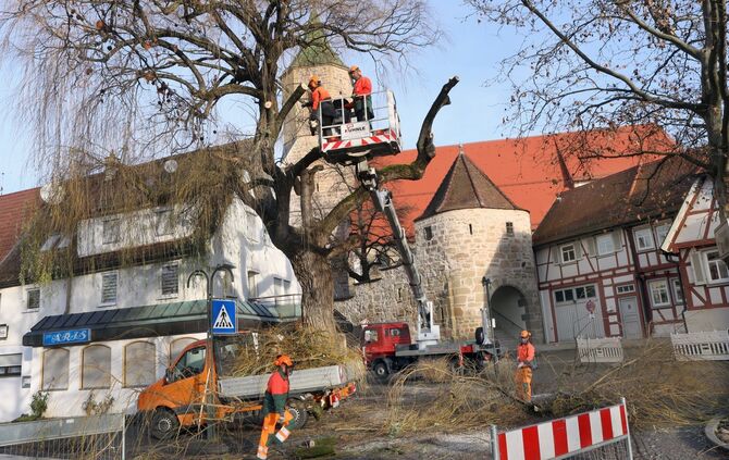 80 Jahre alte Trauerweide ist gefällt_0