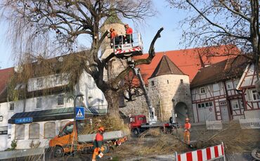 80 Jahre alte Trauerweide ist gefällt_0
