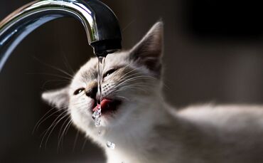 Care.com_Bobiko_Getty%20Images_0