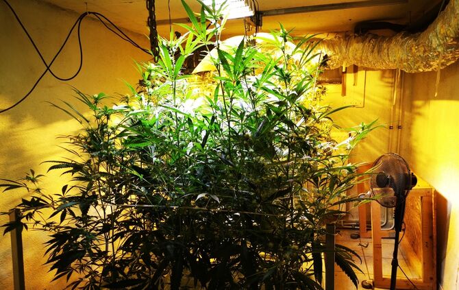 Cannabis Cannabispflanzen Schwäbisch Hall