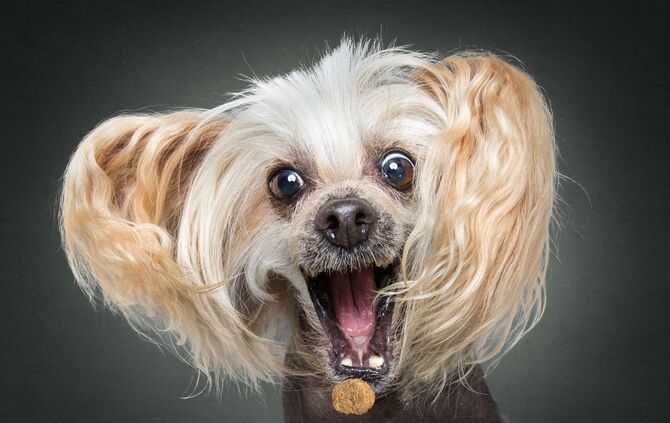 Bitte Hecheln Hunde Foto Christian Vieler_0