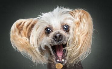 Bitte Hecheln Hunde Foto Christian Vieler_0