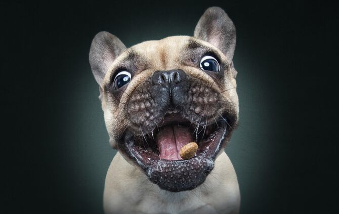 Bitte Hecheln Hunde Foto Christian Vieler_1