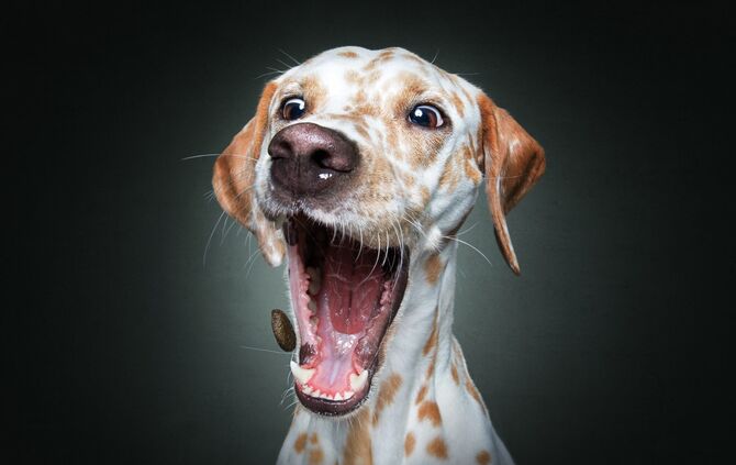 Bitte Hecheln Hunde Foto Christian Vieler_3