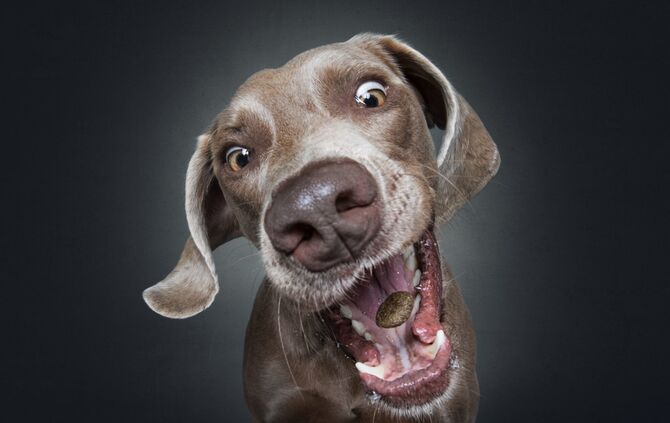 Bitte Hecheln Hunde Foto Christian Vieler_4