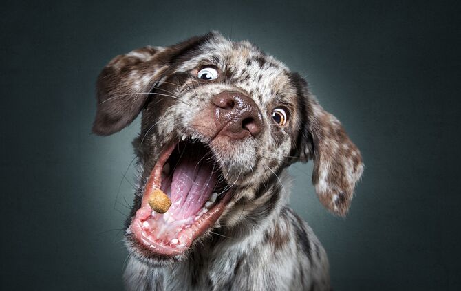 Bitte Hecheln Hunde Foto Christian Vieler_5