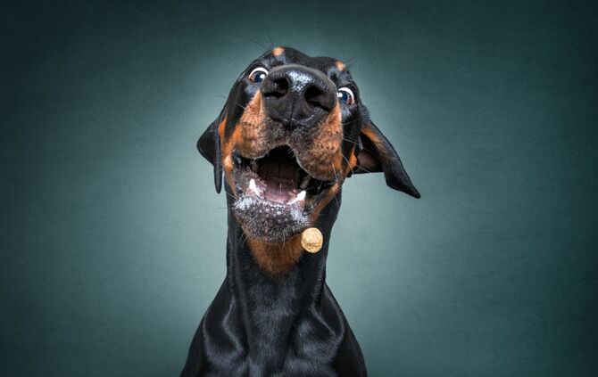 Bitte Hecheln Hunde Foto Christian Vieler_6