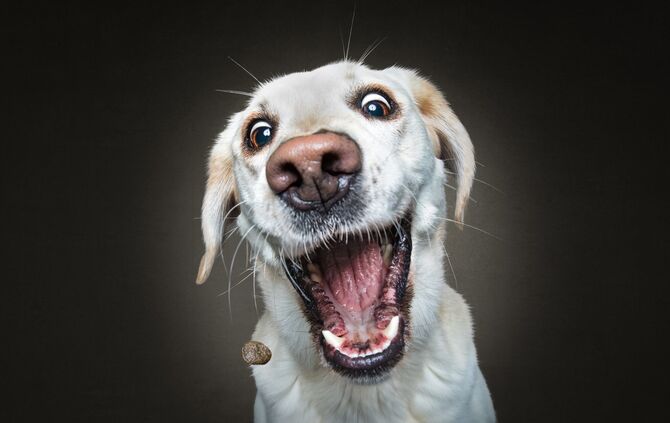 Bitte Hecheln Hunde Foto Christian Vieler_7