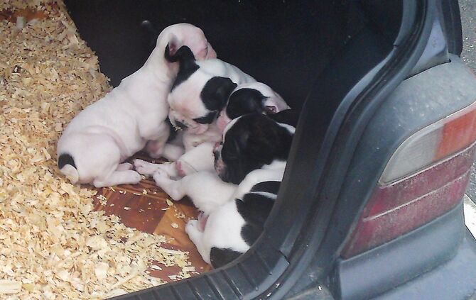 Illegaler Hundewelpenhandel aus Pkw in FellbachFellbach, WernerstraßeDienstag, 23.11.2010, 11:00 Uhr