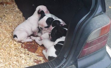  	Illegaler Hundewelpenhandel aus Pkw in FellbachFellbach, WernerstraßeDienstag, 23.11.2010, 11:00 Uhr