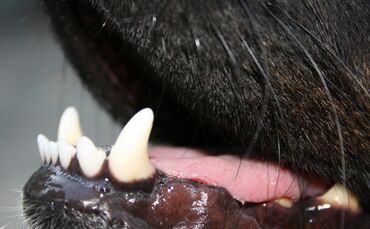 Hund Hunde Maul Hundemaul Zähne Symbol Symbolbild Symbolfoto