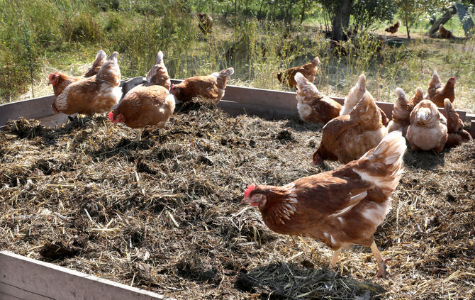 Paulinenpflegebiohuhn