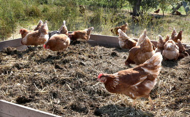 Paulinenpflegebiohuhn