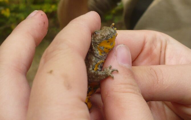 Backnang Wald Unke Unken Gelbbauchunken Vollernter_0