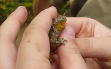 Backnang Wald Unke Unken Gelbbauchunken Vollernter_0