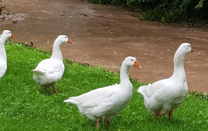 Hochwasser 20190521 Wieslauf_8