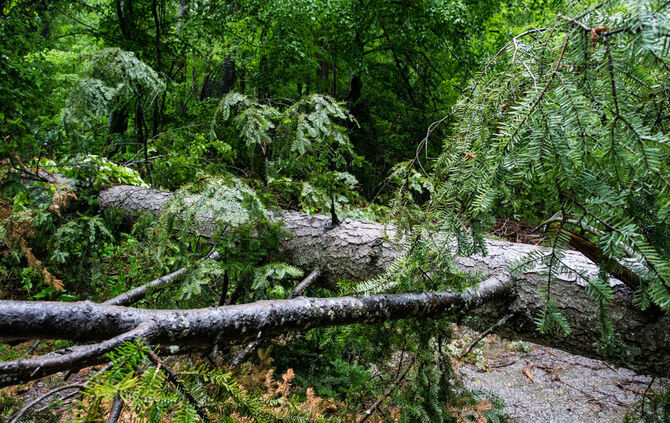 Hochwasser entlang der Wieslauf, Klingenmühle bis Schlechtbach, 21.05.2019.