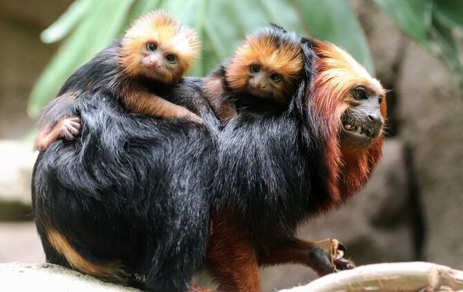 Goldkopflöwenäffchen_1