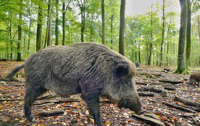 Symbolbild Wildschwein_0