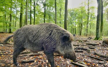 Symbolbild Wildschwein_0