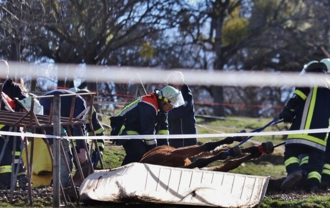 [Tierrettungseinsatz] Pferd hängt in Gittergestell fest - Feuerwehr
Weinstadt in Rettungseinsatz