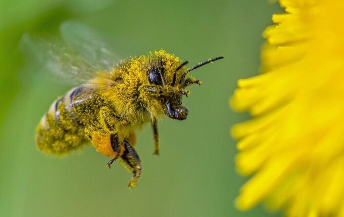 Honigbiene_0