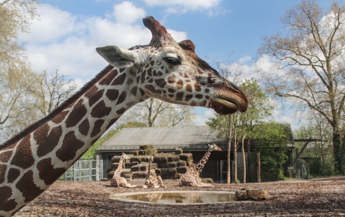 KW_19c_Giraffe_Kiburi_gestorben_09.05.2019_Bild_1_0