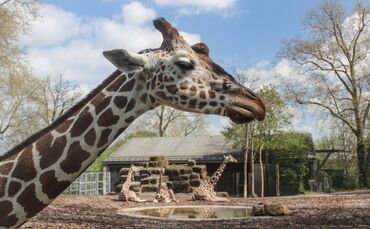 KW_19c_Giraffe_Kiburi_gestorben_09.05.2019_Bild_1_0