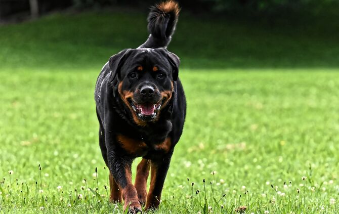 Rottweiler_0