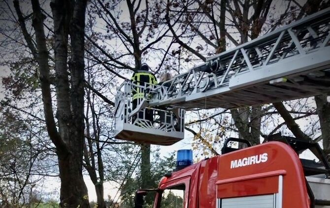 Feuerwehr rettet Katze aus Baum
