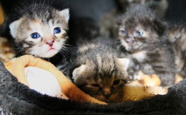 Sissi Katze Katzenmama Babys Kitten Neugeborene Tiere Tierschutzverein Schorndorf_0
