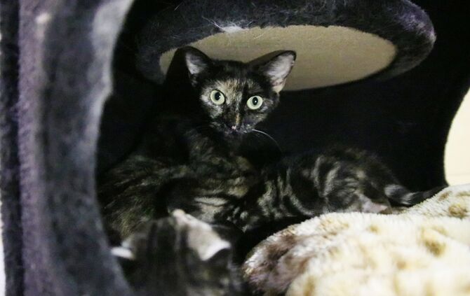 Sissi Katze Katzenmutter Tiere Tierschutzverein Schorndorf_1