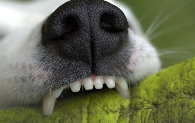 Hund Hundemaul Zähne Haustier Symbolbild Symbol