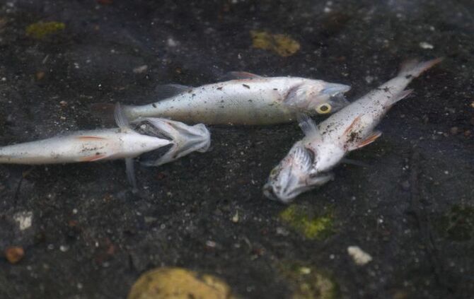 Tote Fische treiben am Ufer des Max-Eyth-Sees