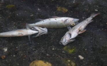 Tote Fische treiben am Ufer des Max-Eyth-Sees