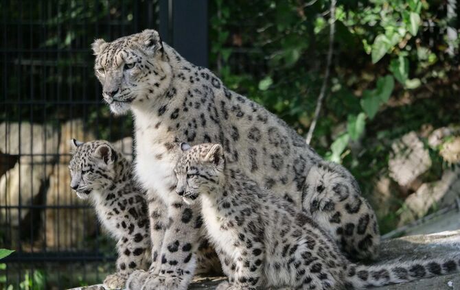 Schneeleoparden Welpen Jungtiere Wilhelma Stuttgart Kailash Malou Askar Ladakh_0