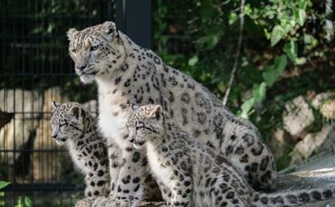 Schneeleoparden Welpen Jungtiere Wilhelma Stuttgart Kailash Malou Askar Ladakh_0