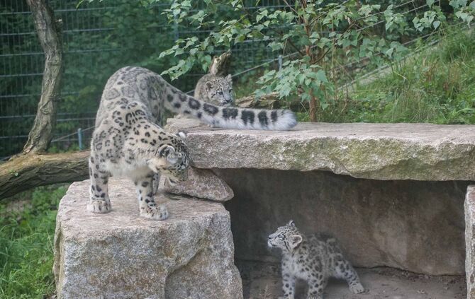 Schneeleoparden Welpen Jungtiere Wilhelma Stuttgart Kailash Malou Askar Ladakh_1