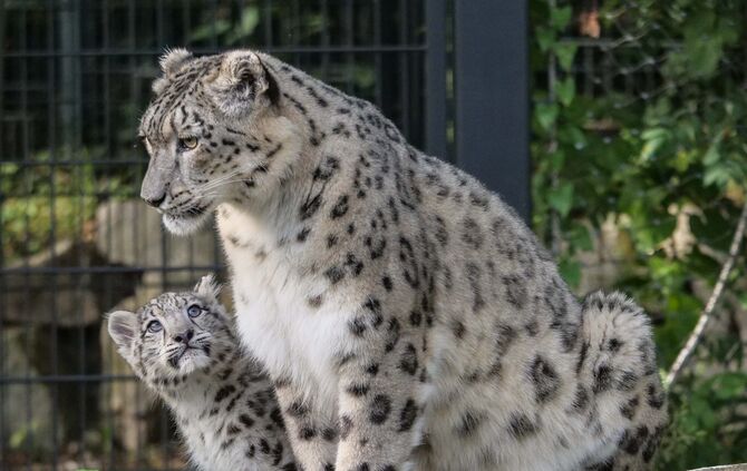 Schneeleoparden Welpen Jungtiere Wilhelma Stuttgart Kailash Malou Askar Ladakh_2