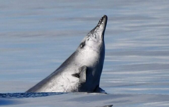 sowerby-_schnabelwal_4