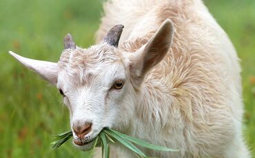 Ziege Symbol Symbolbild