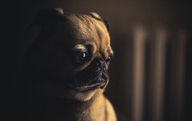 Hund Hunde Mops Haustier_0