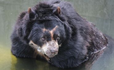 KW 48a Brillenbär Ambrose gestorben - Neugestaltung der Anlage 27.11.2020 Bild 1