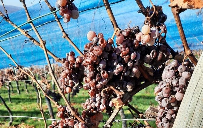 Trockenbeerenauslese