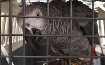 graupapagei_zoll_stuttgart_flughafen_0