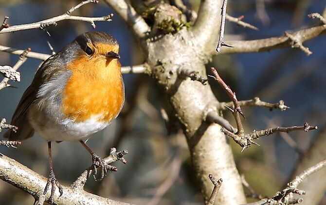 Rotkehlchen in Haubersbronn Vogel SCHMUCKI