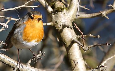 Rotkehlchen in Haubersbronn Vogel SCHMUCKI